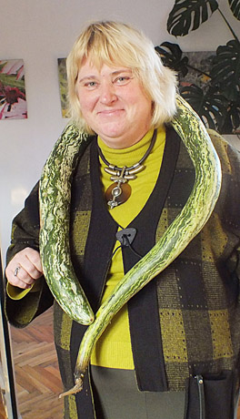 Cukinija primena gyvatę Cukinija primena gyvatę