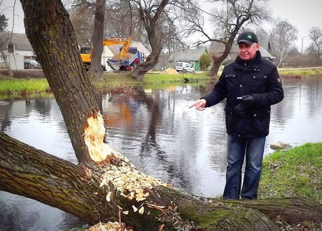 Žagarėje šeimininkauja bebrai Žagarėje šeimininkauja bebrai
