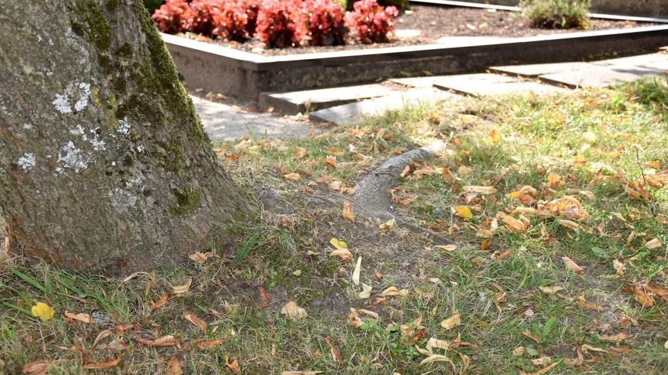 Miniatūra