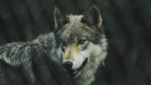 photo-1510853675132-58241c941e4f